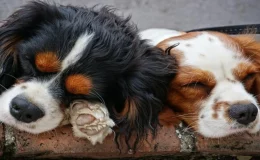 calmante para cachorro