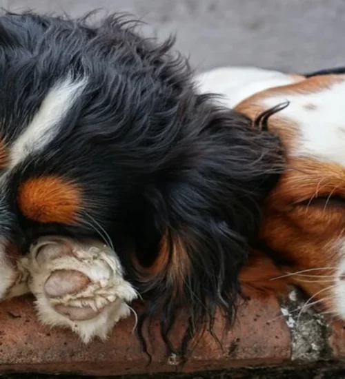 calmante para cachorro