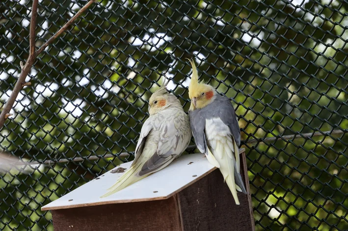 um casal de calopsitas