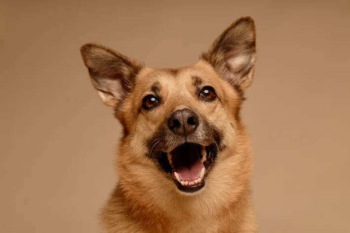 Cachorro caramelo feliz com expressão amistosa e um grande sorriso.