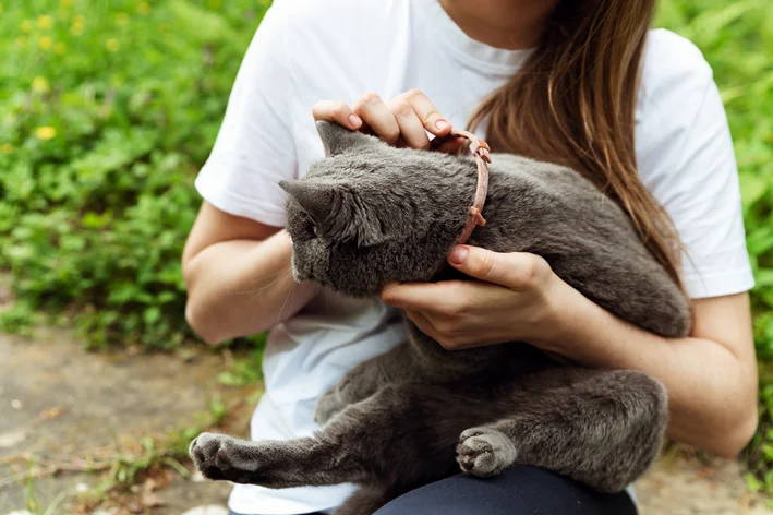 mulher colocando coleira antipulgas no gato