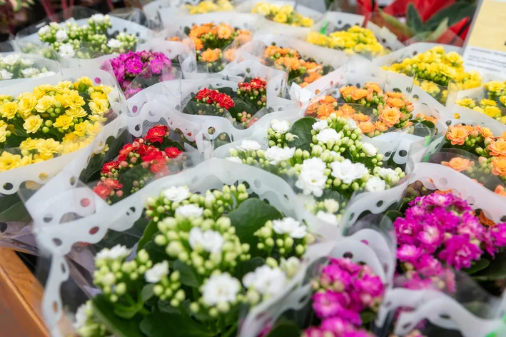 como plantar calandiva