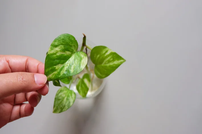 Como plantar Jiboia corretamente