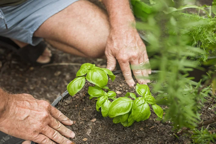 como plantar manjericão