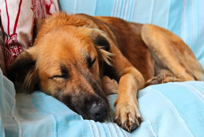 calmante para cachorro