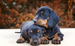 dachshund filhotes