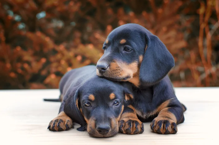 dachshund filhotes