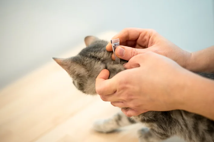 veterinária passando antipulgas em gatos