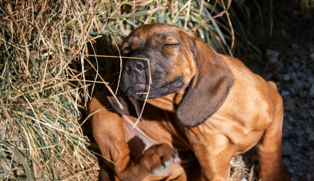 dermatite atópica em cachorro 