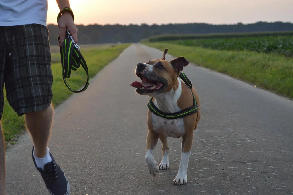 pit bull terrier