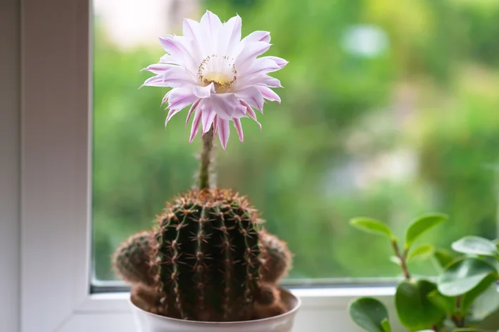 Echinopsis no vaso