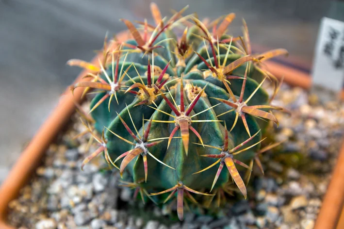 ferocactus no vaso