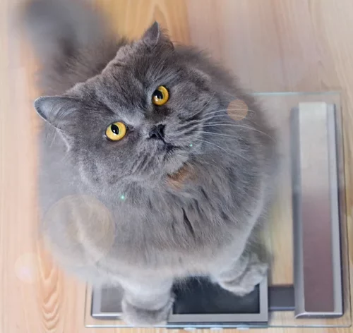 gato gordo em cima da balança