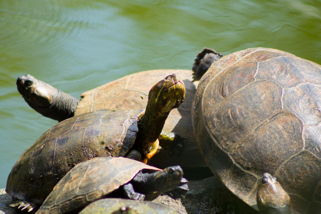 Tartarugas de aquário grandes