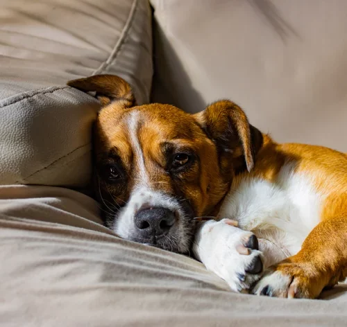cachorro com hiponatremia no sofá