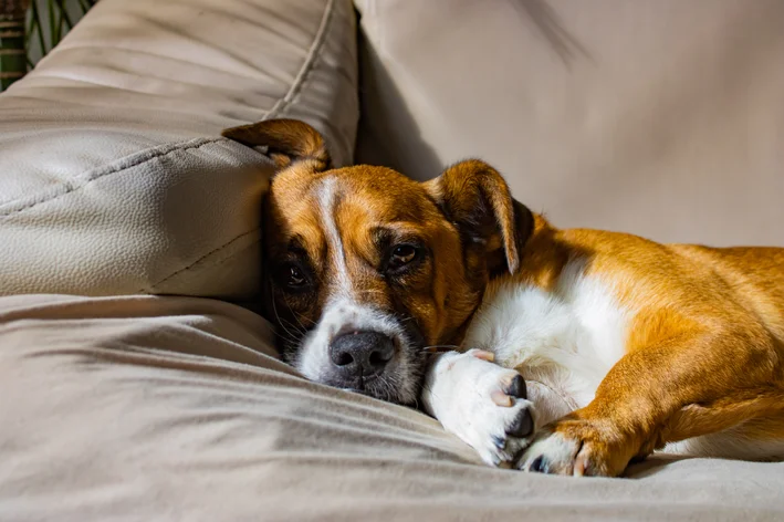 cachorro com hiponatremia no sofá