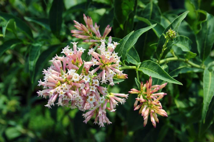 floras de jasmim da noite