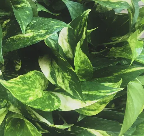 jiboia