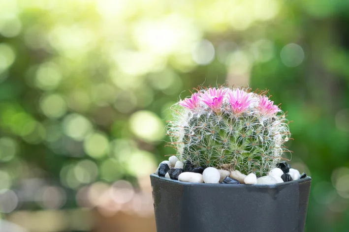 Mammillaria no vaso