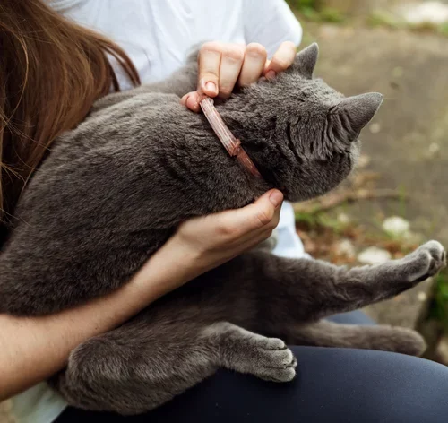 Conheça os melhores antipulgas para cachorro e como escolher 2