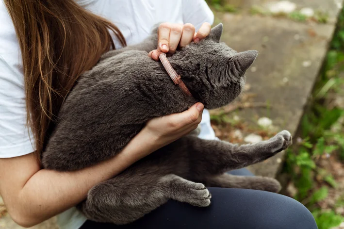 gato com remédio para pulgas no colo da tutora