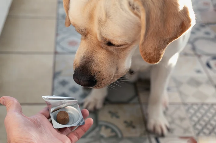 tutor oferecendo remédio para pulga para cachorro