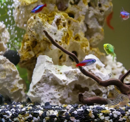 mini aquário com peixes coloridos