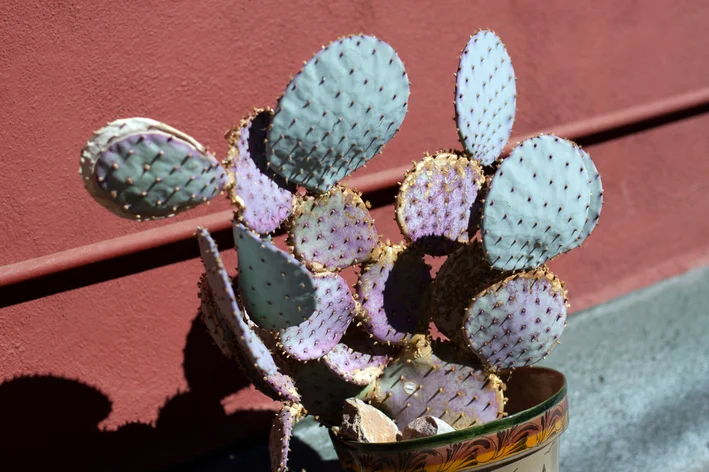 Opuntia Violácea no vaso