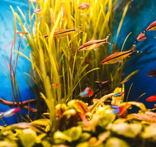 close que peixes em aquário pequeno