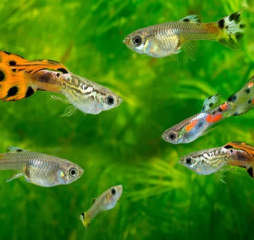 cardume de lebistes no aquário