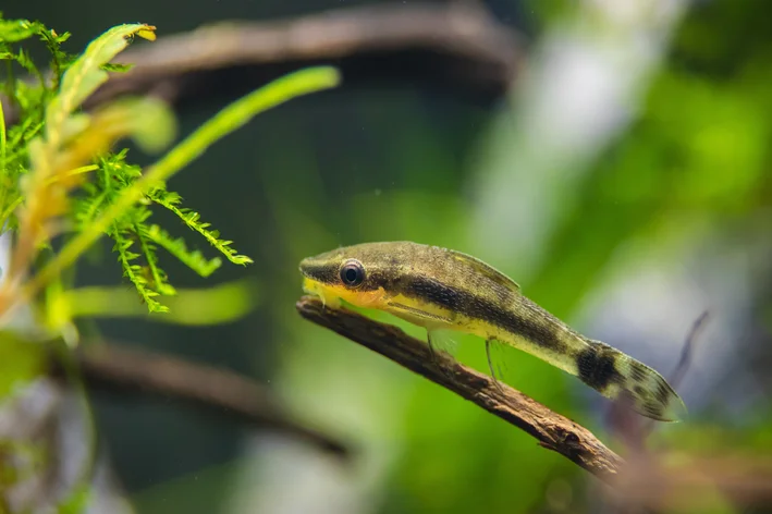 peixe limpa vidro trabalhando