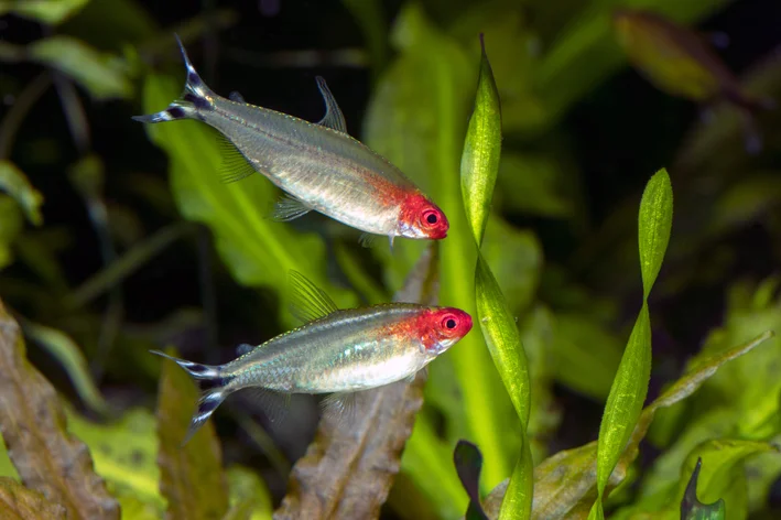 casal de Tetra Rodostomus