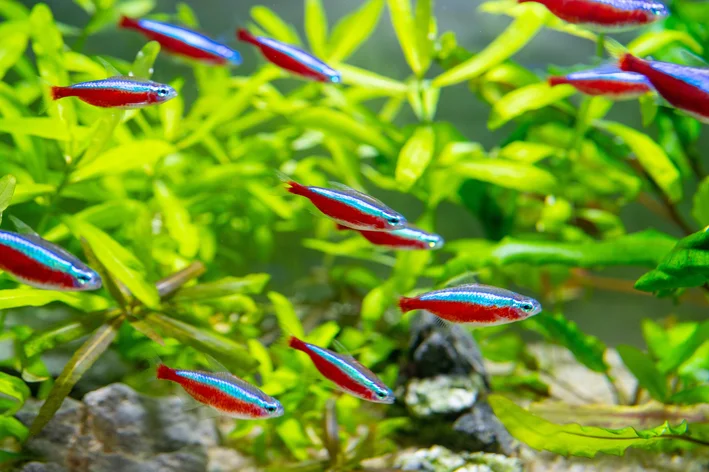 cardume de peixes tetra neon