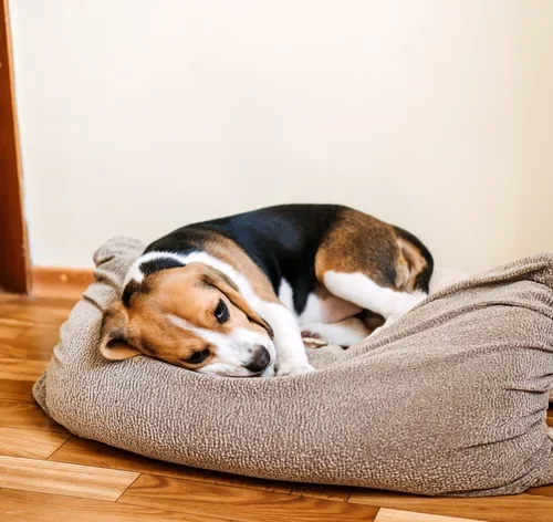 cão com plaquetas baixas deitado na cama