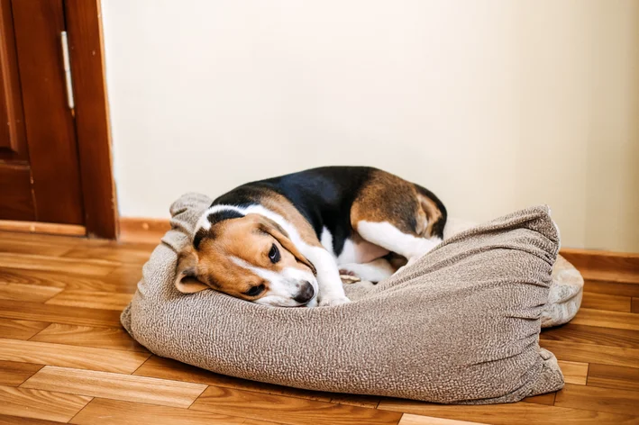 cão com plaquetas baixas deitado na cama