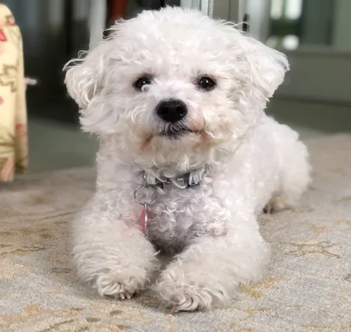 poodle sentado no tapele