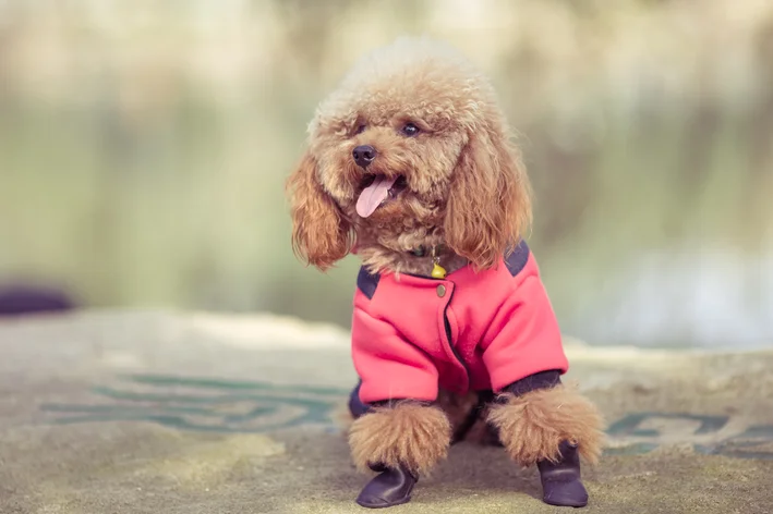 poodle com roupinha brincando