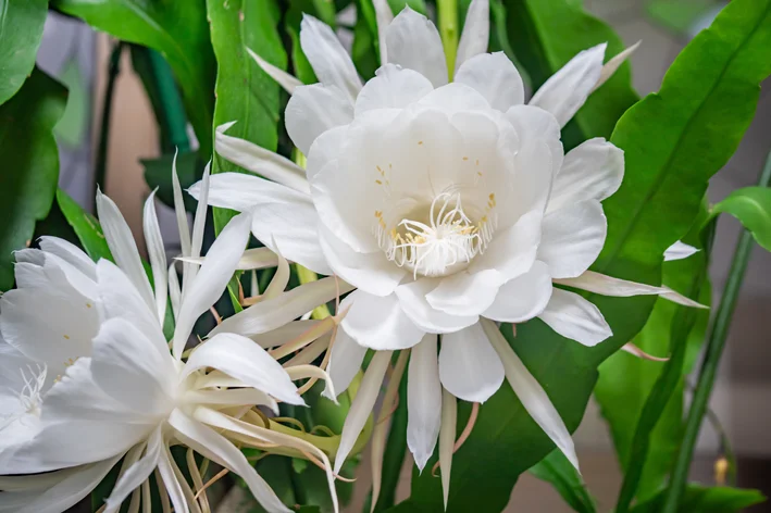 pétalas da flor rainha da noite