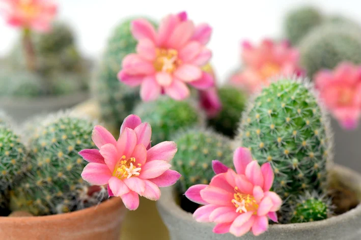 Rebutia