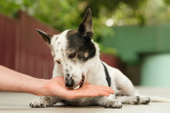 cachorro tomando remédio