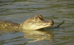 Répteis: o que são, características e como ser tutor de um animal 4