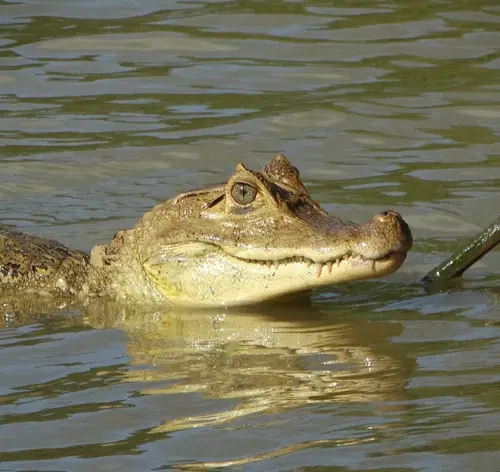 Répteis: o que são, características e como ser tutor de um animal 4