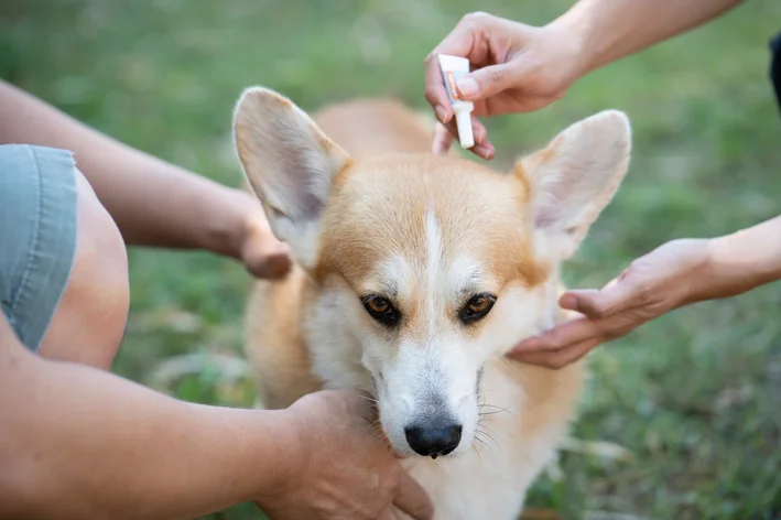 tutores aplicando antipulgas no cão