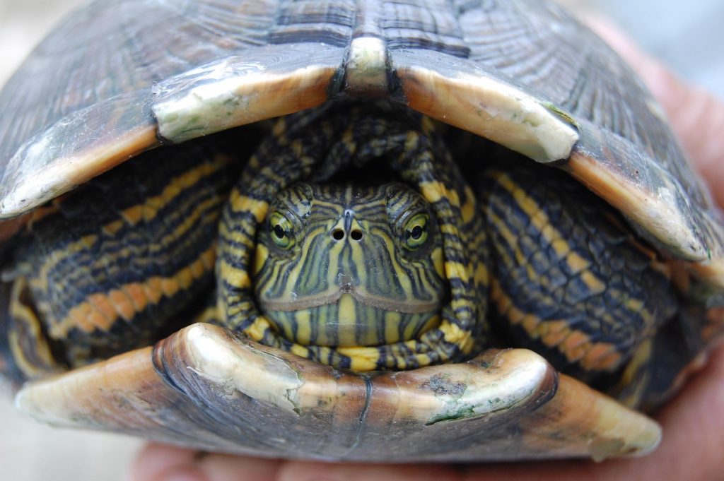 Tartaruga de aquário escondida