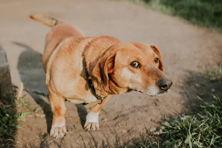 Cachorro vira-lata caramelo caminhando ao ar livre em um caminho de terra, com expressão amigável e curiosa.