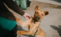 Cachorro vira-lata caramelo pequeno usando coleira e sendo acariciado por uma pessoa ao ar livre.