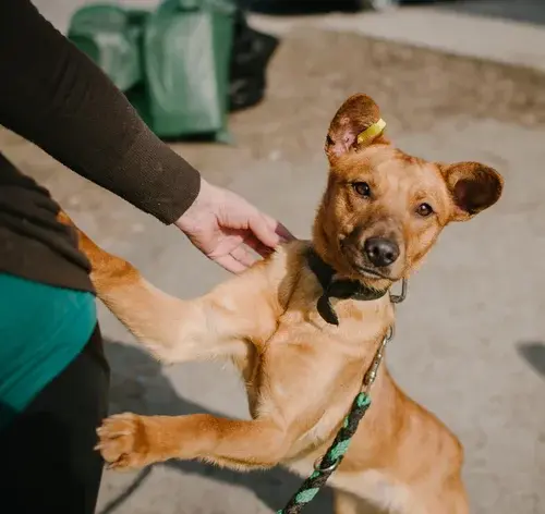 Cachorro vira-lata caramelo pequeno usando coleira e sendo acariciado por uma pessoa ao ar livre.