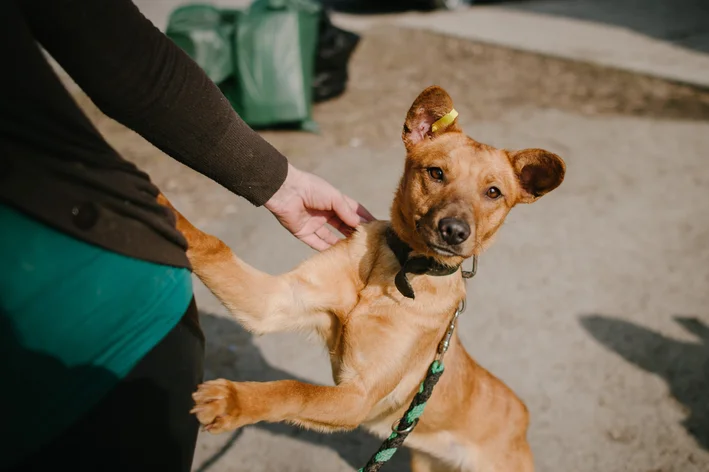Cachorro vira-lata caramelo pequeno usando coleira e sendo acariciado por uma pessoa ao ar livre.