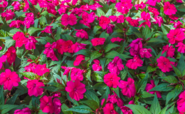 sunpatiens