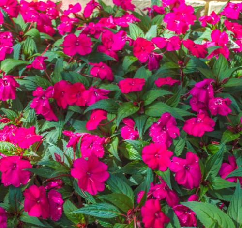 sunpatiens